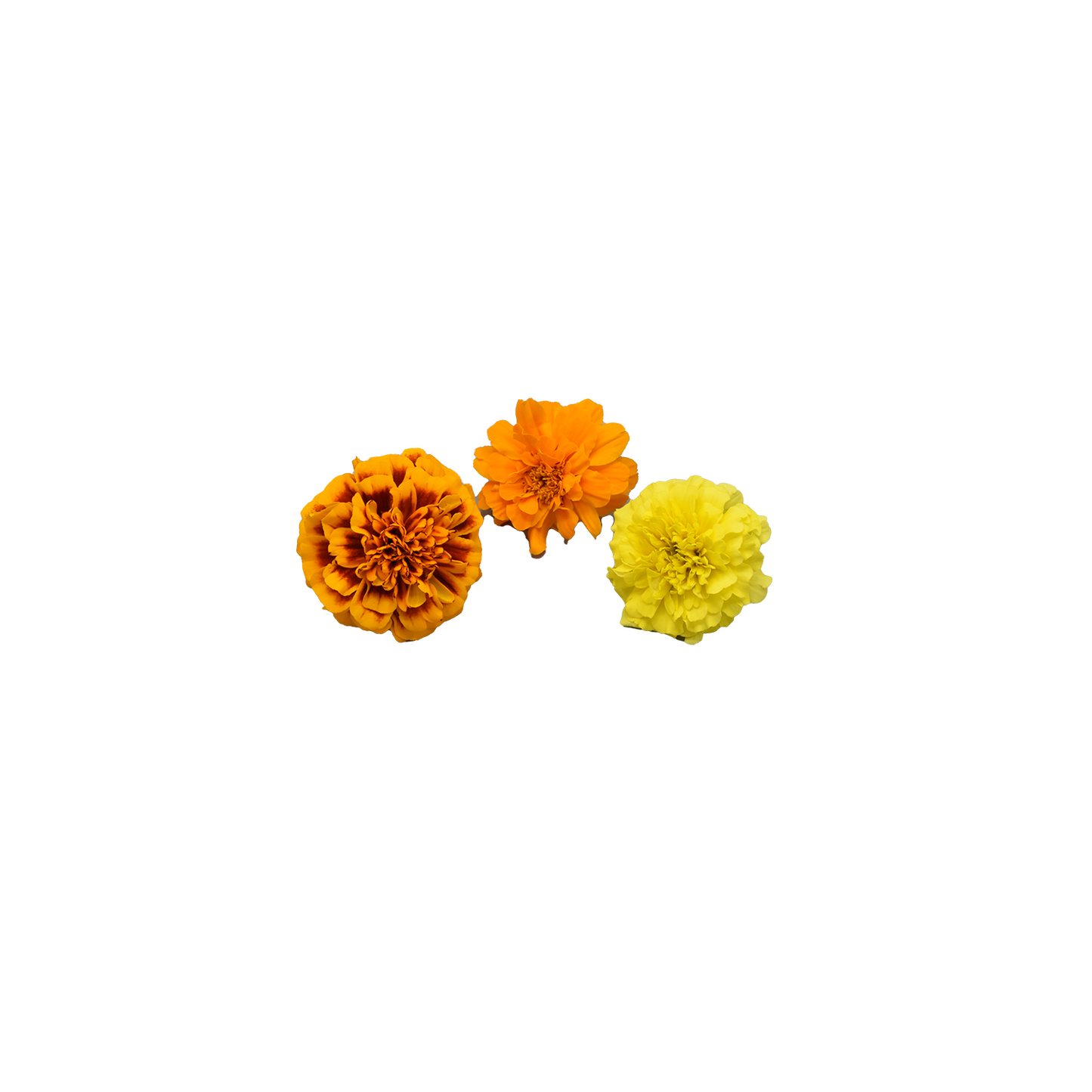 [NEW] Marigold Mix Bloom Box