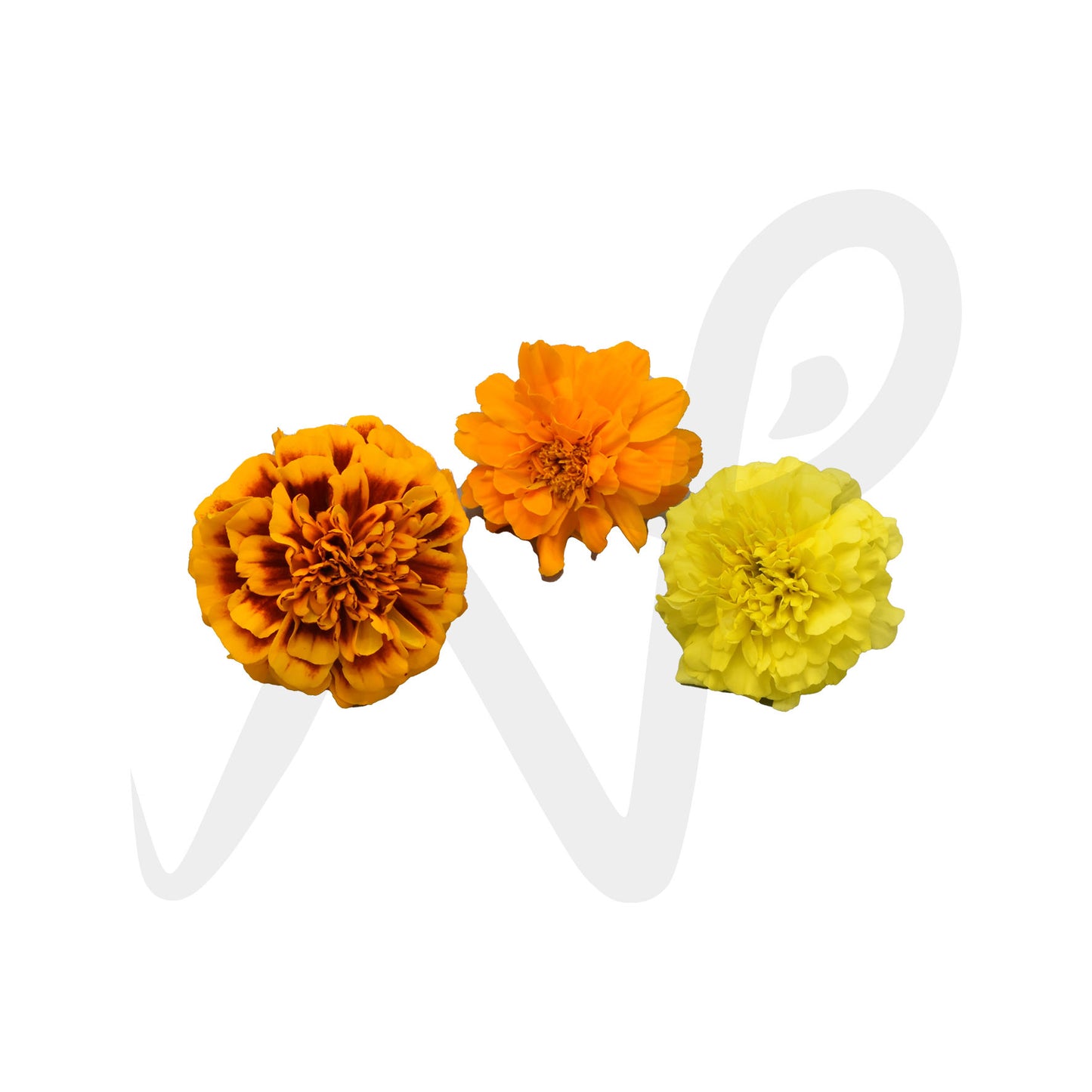 Marigold Bloom Box