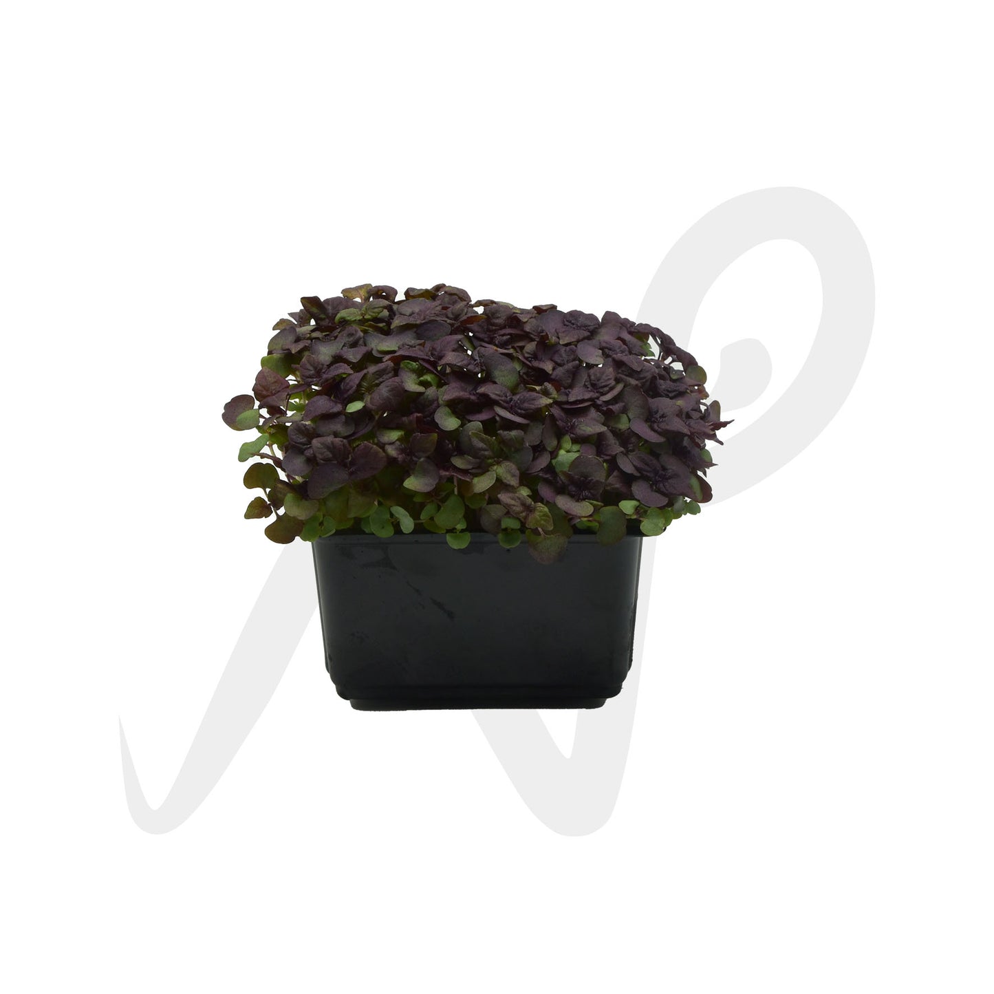 [NEW] Microgreen - Red Shiso (Premium)