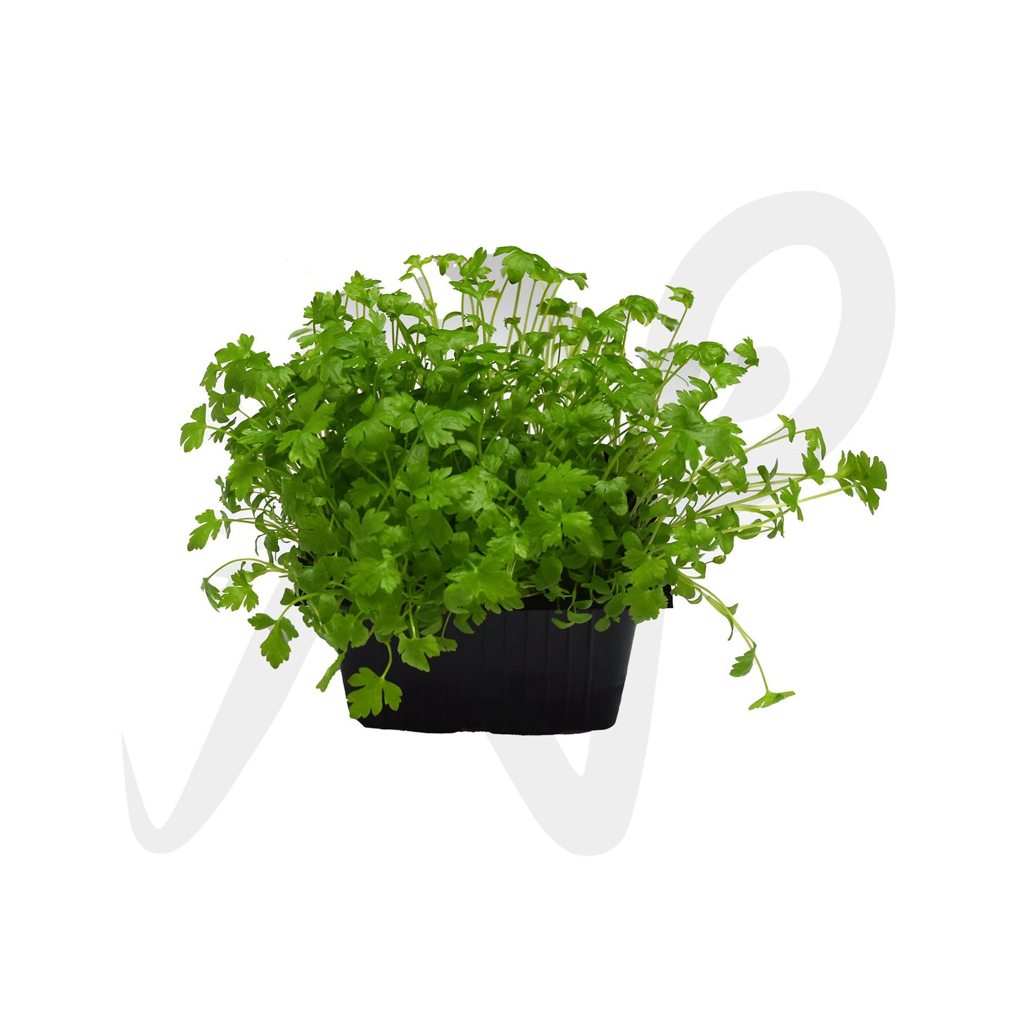 [NEW] Microgreen - Celery (Premium)