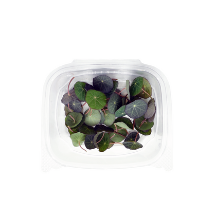 Nasturtium Leaf (L)
