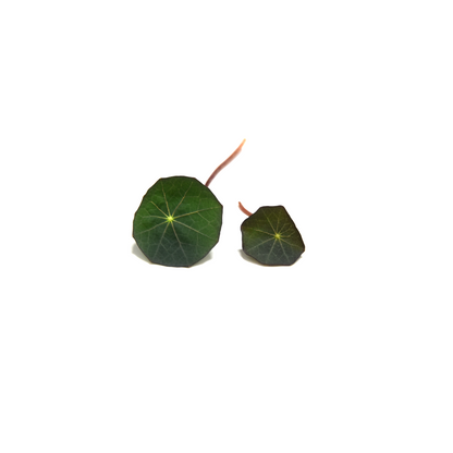 Nasturtium Leaf (L)