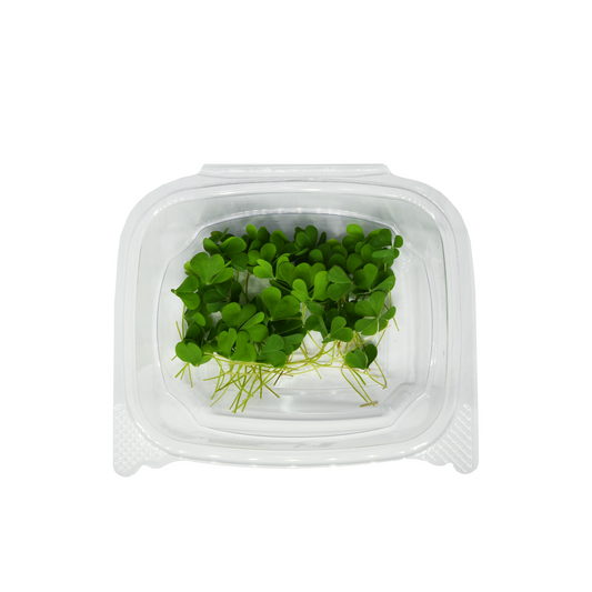 [NEW] Oxalis (Wood Sorrel) Herb Pack