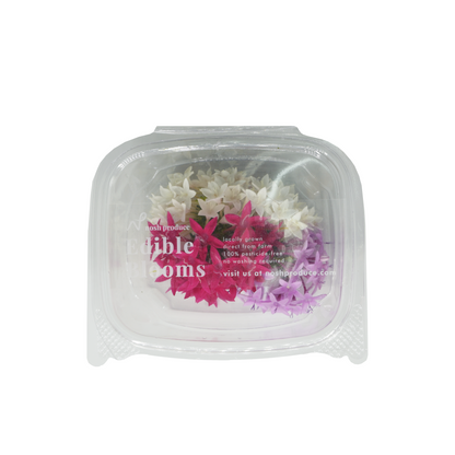 Pentas Bloom Box