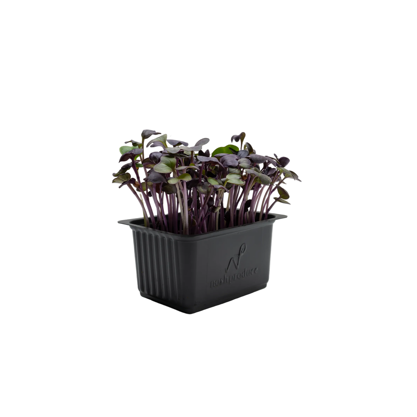 Micro Purple Daikon