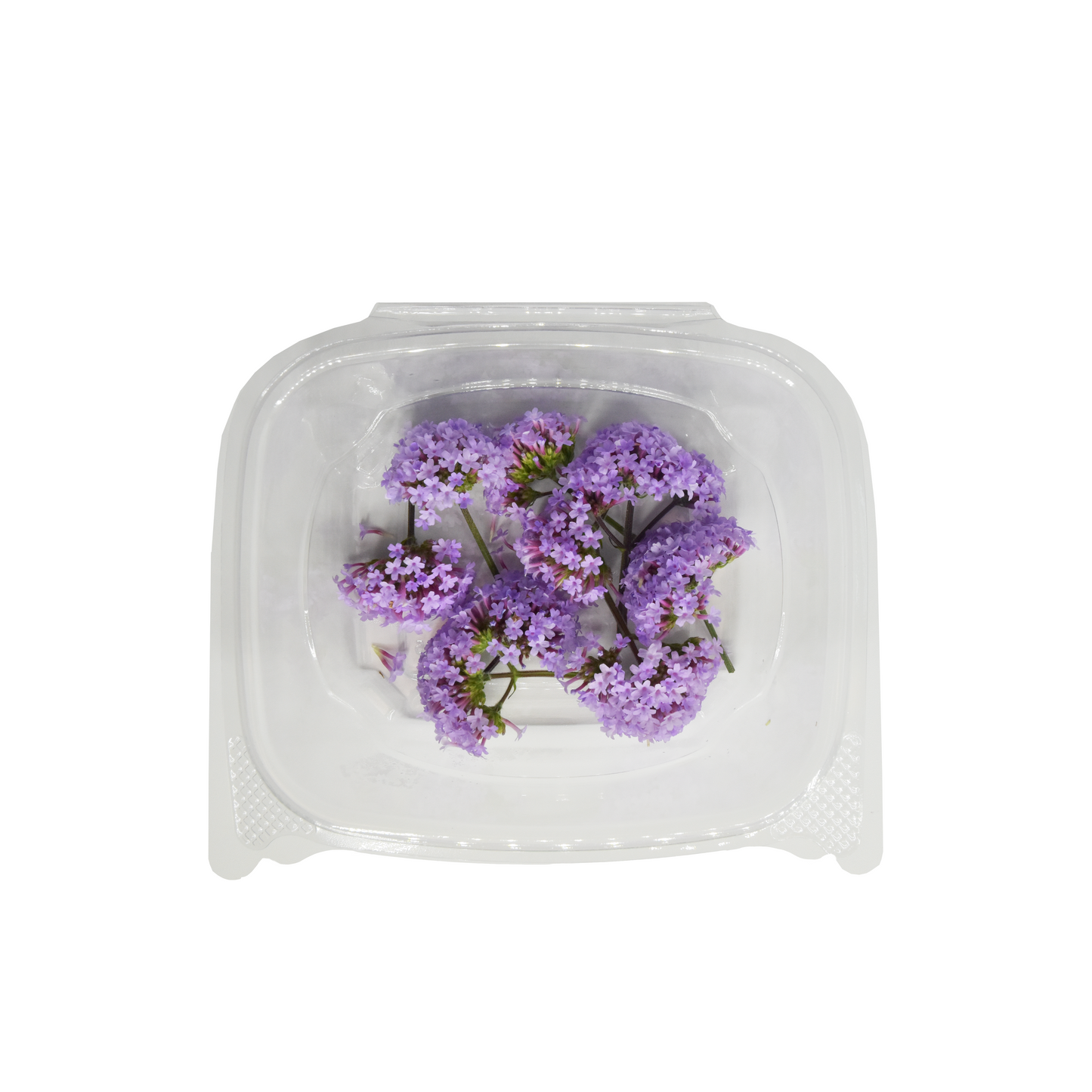[NEW] Purple Verbena Bloom Box