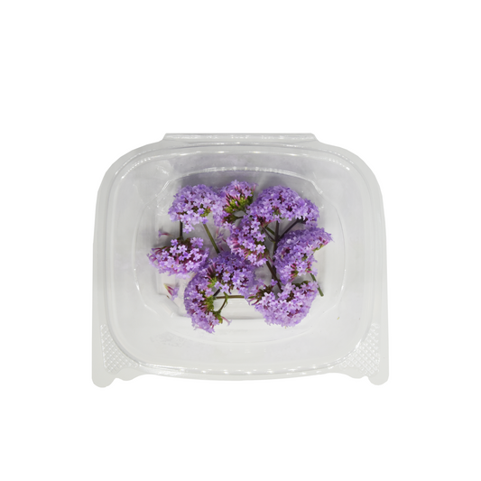 Purple Verbena Bloom Box