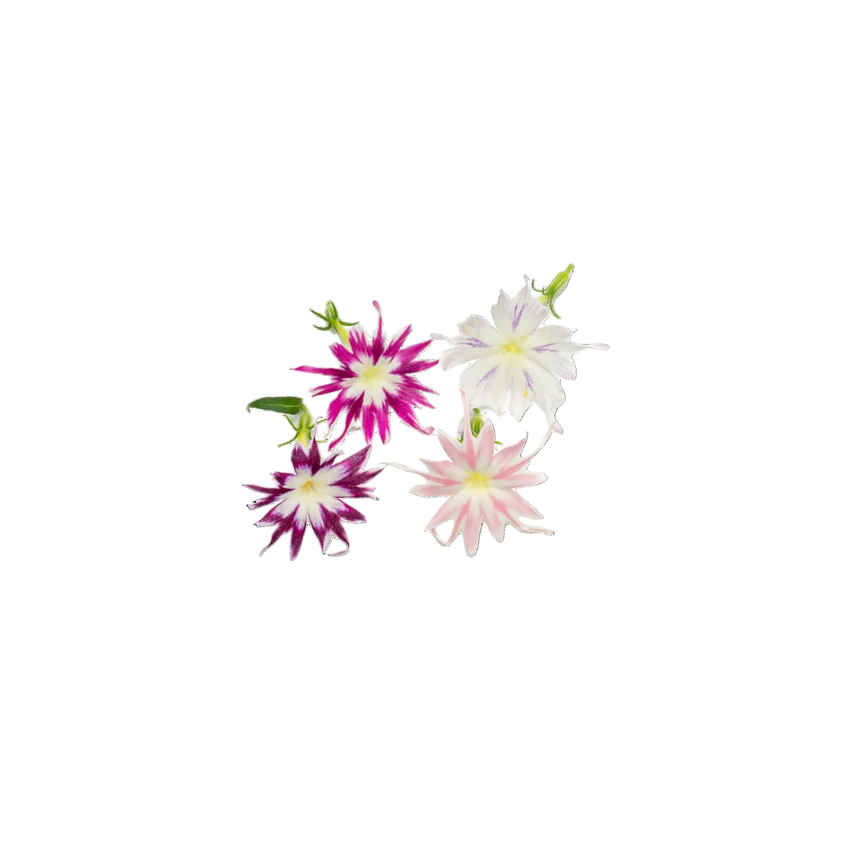 Phlox