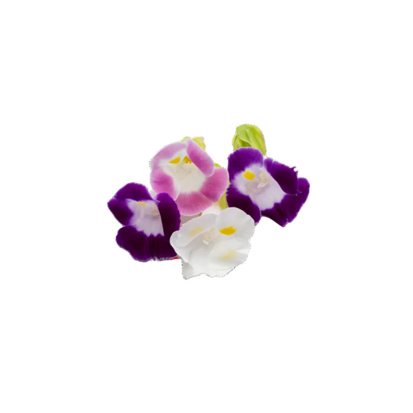 Torenia