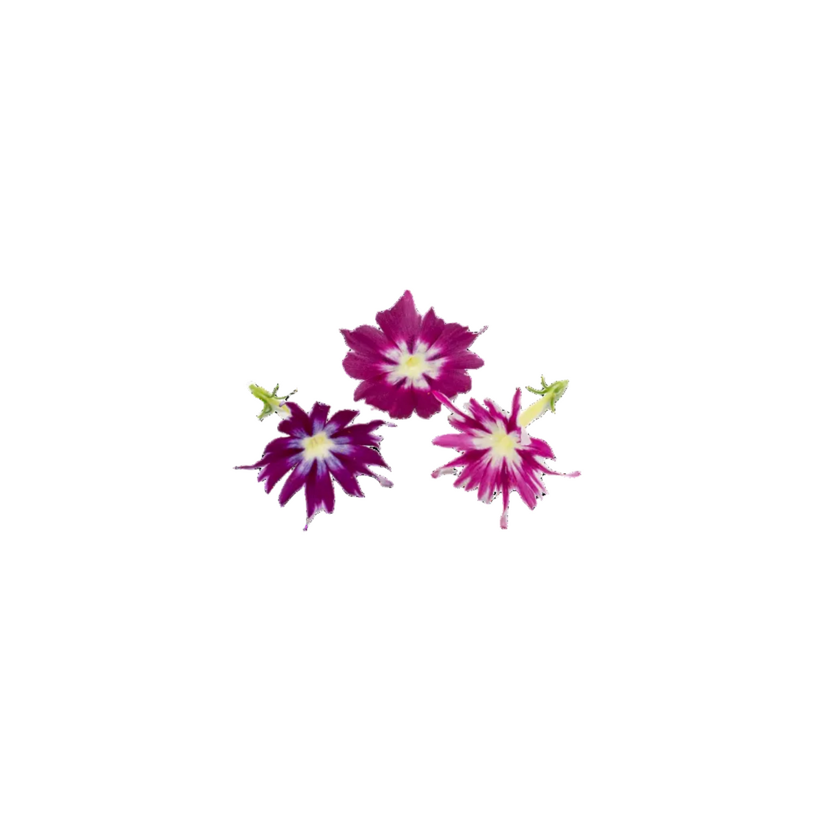 Phlox (Pink)
