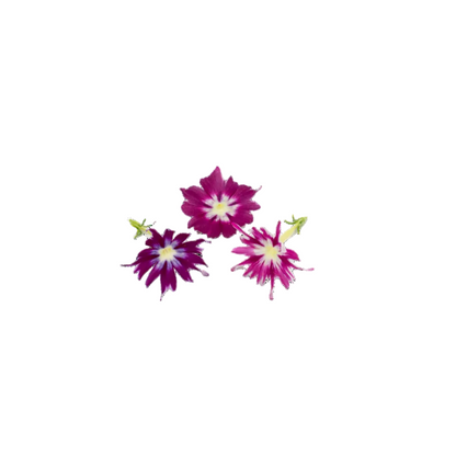 Phlox