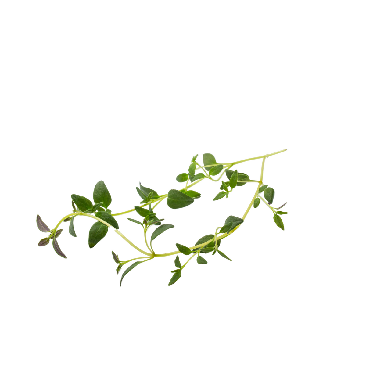 Thyme