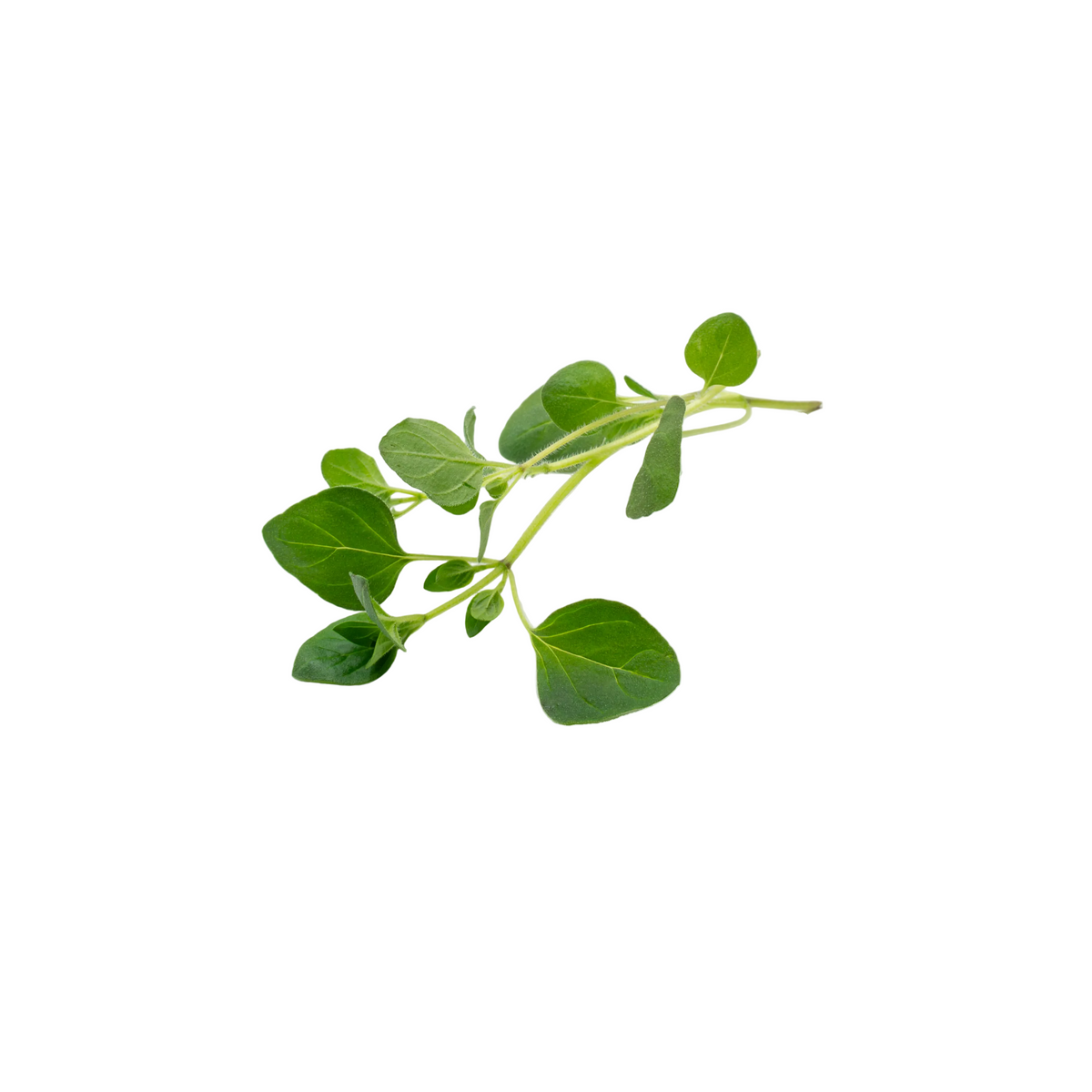 Oregano