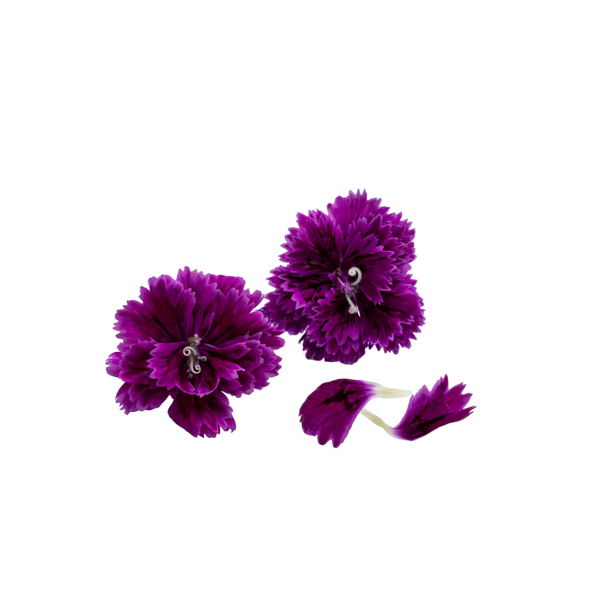 Fluffy Dianthus