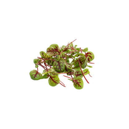 Red Veined Sorrel