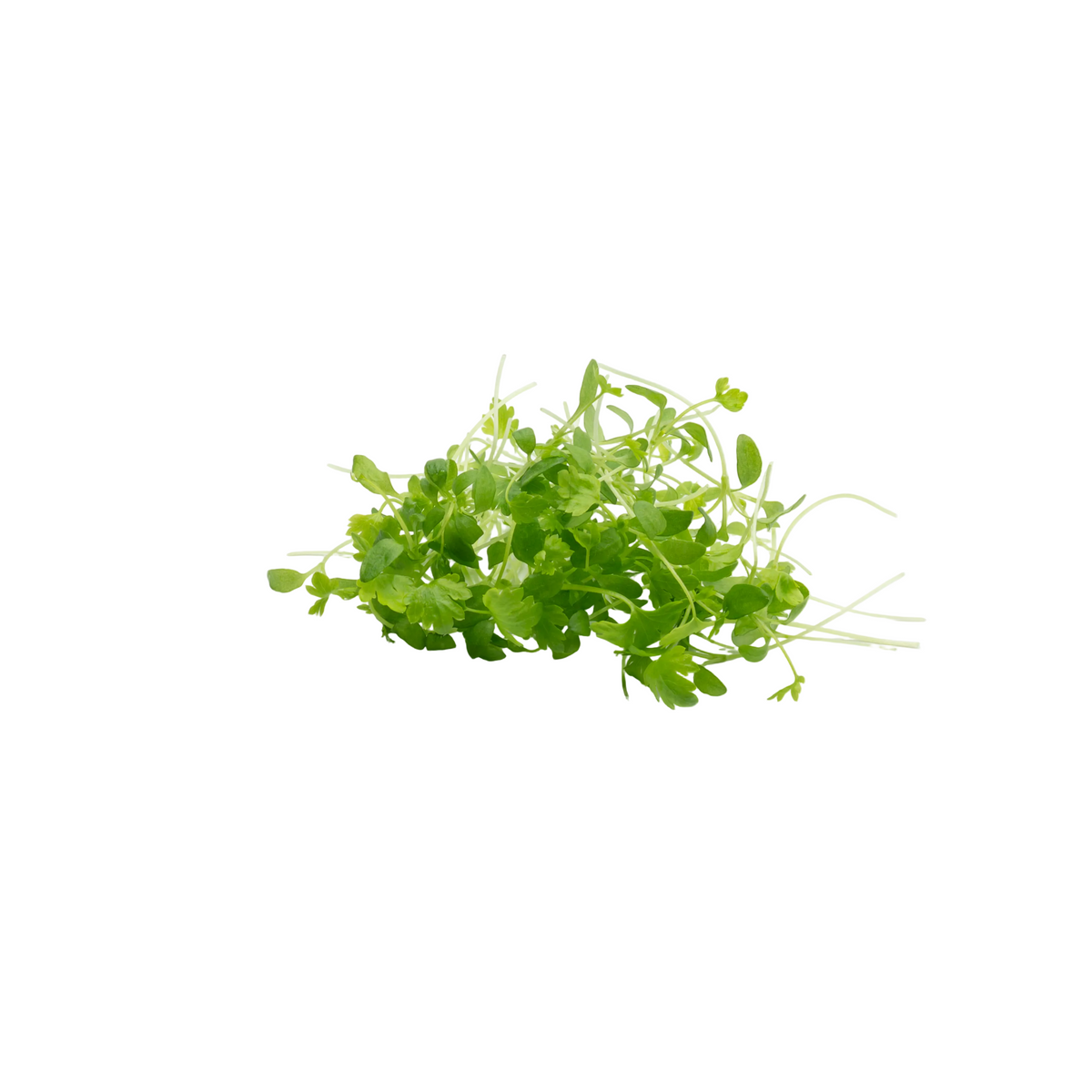 芹菜苗 (大叶)