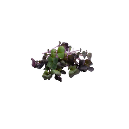 Micro Purple Daikon