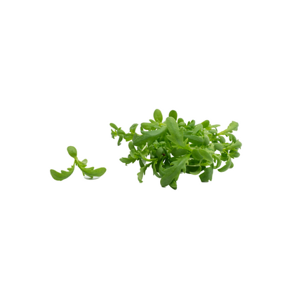 Micro Shungiku