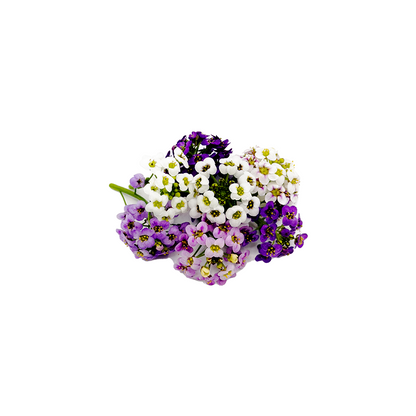 Alyssum Bloom Box