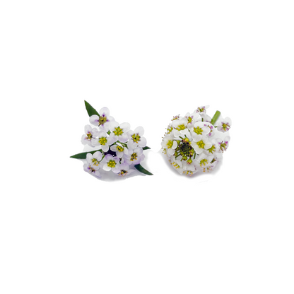 Alyssum Bloom Box