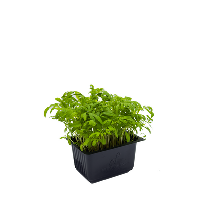 Micro Black Mint