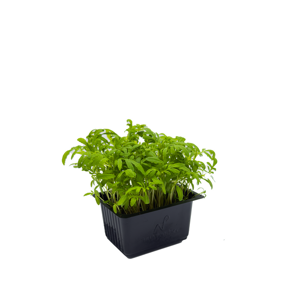 黑薄荷苗