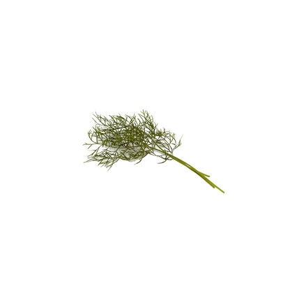 Bronze Fennel Cress
