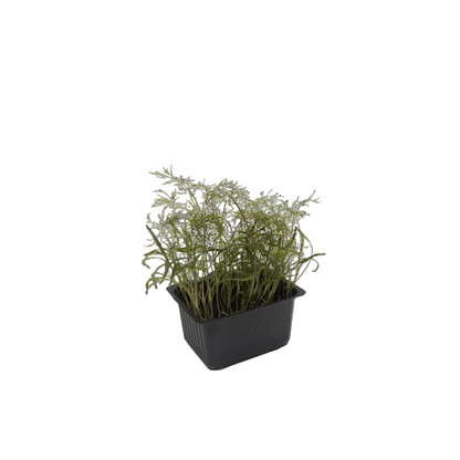 Bronze Fennel Cress