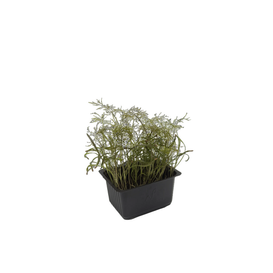 铜叶茴香苗