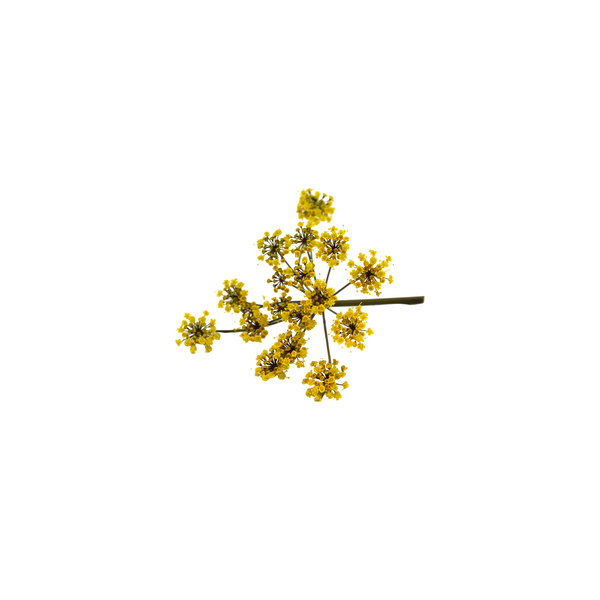 茴香花