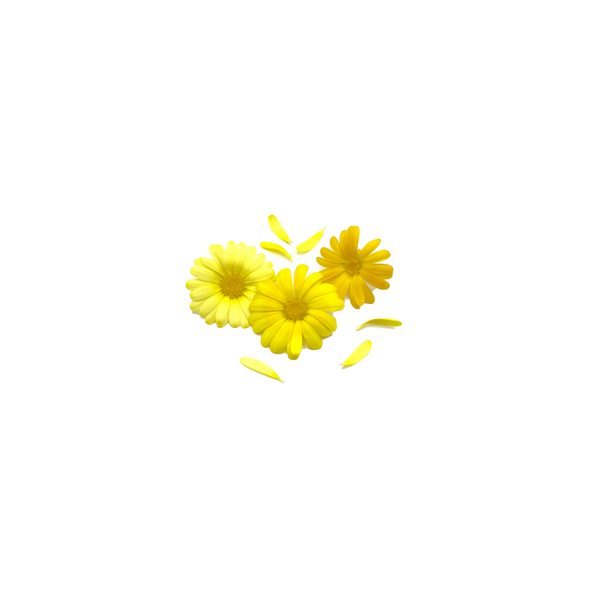 金盏花