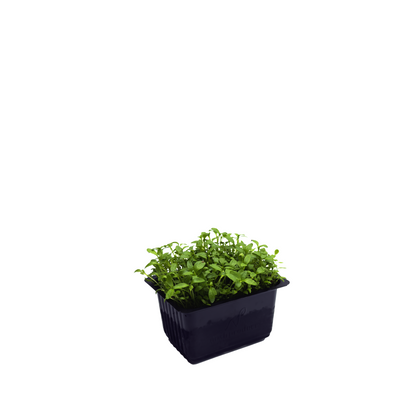 芹菜苗 (小叶)