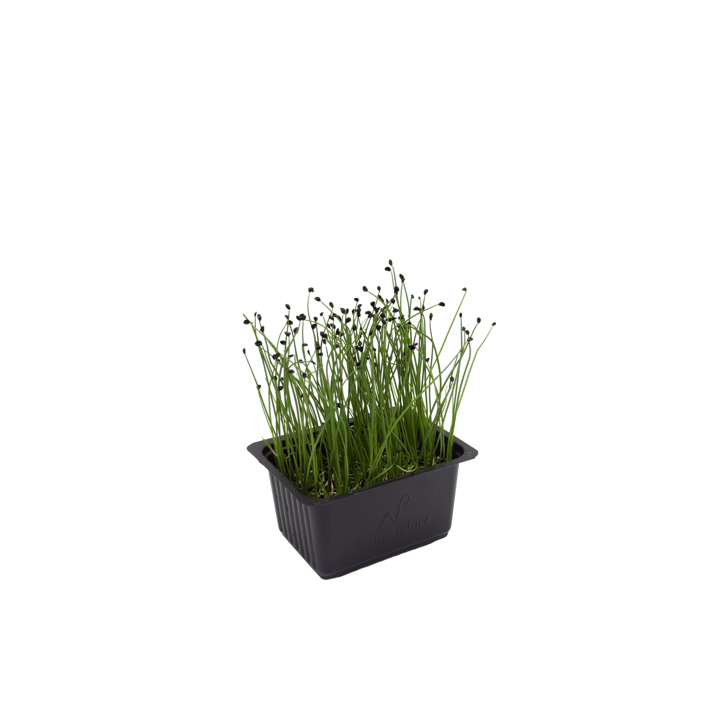 Chives cress
