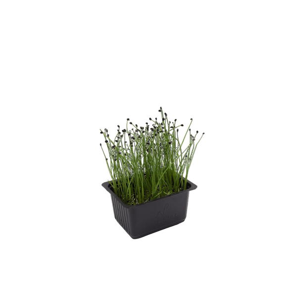 Chives Cress
