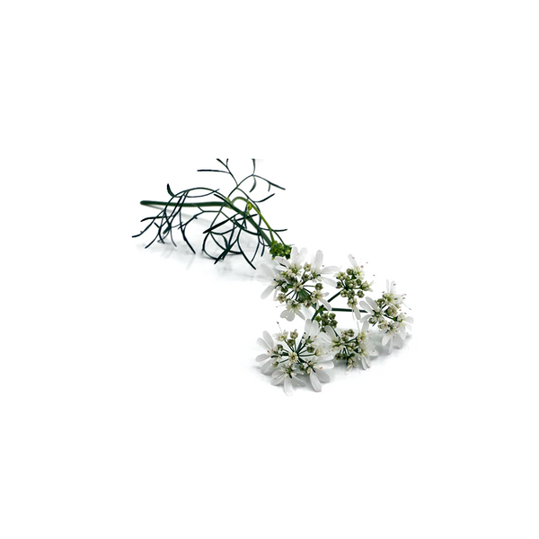 香菜花
