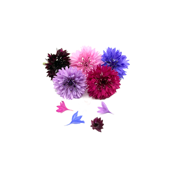 矢车菊
