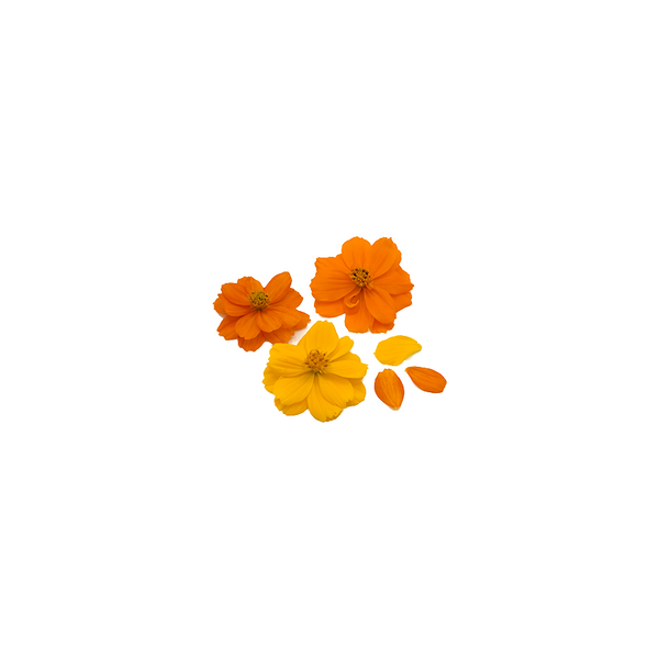 波斯菊