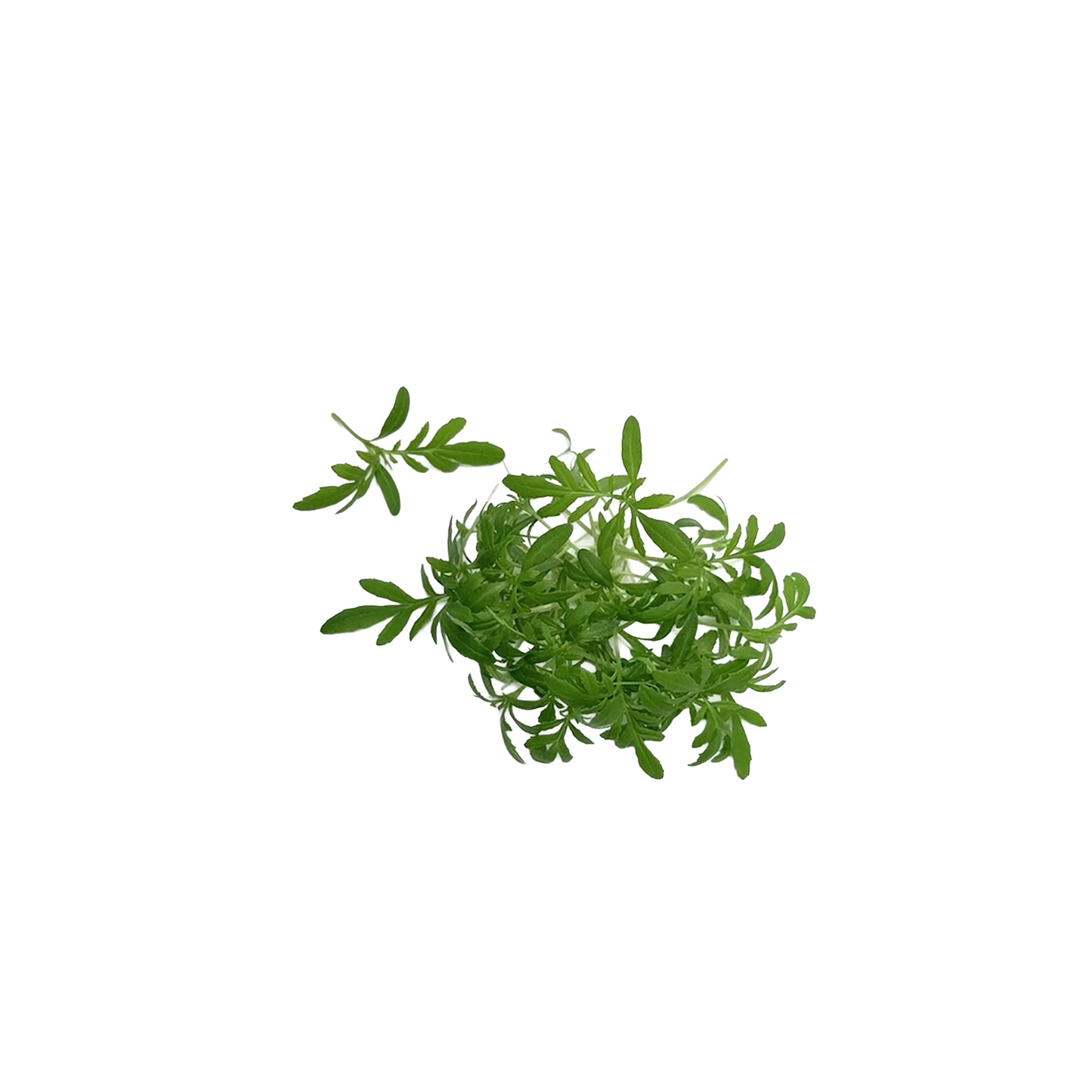Microgreen - Black Mint