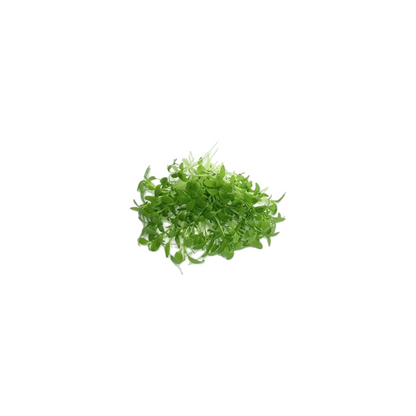 芹菜苗 (小叶)