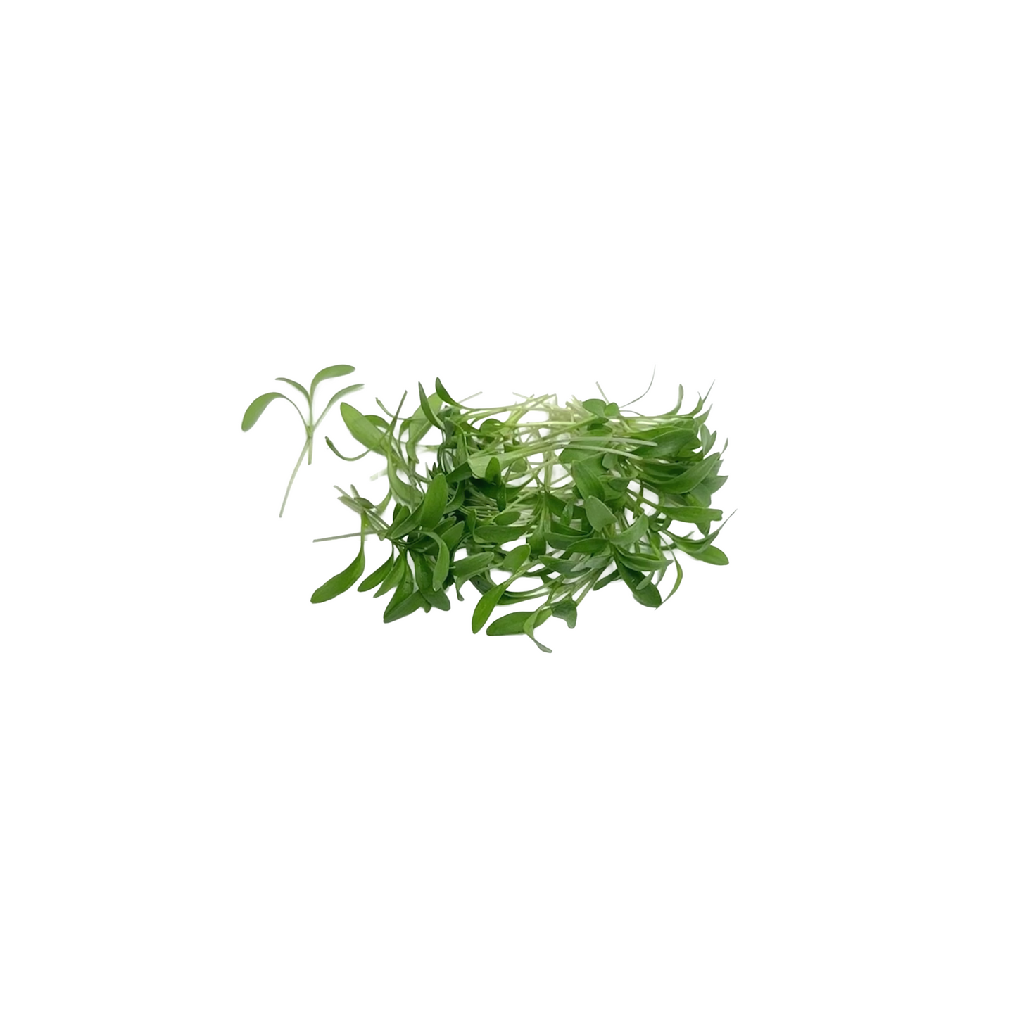 Microgreen - Coriander