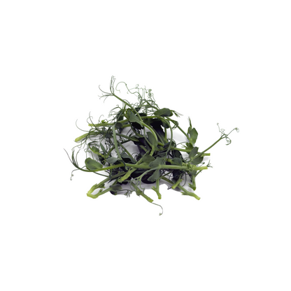 Micro Pea Tendril