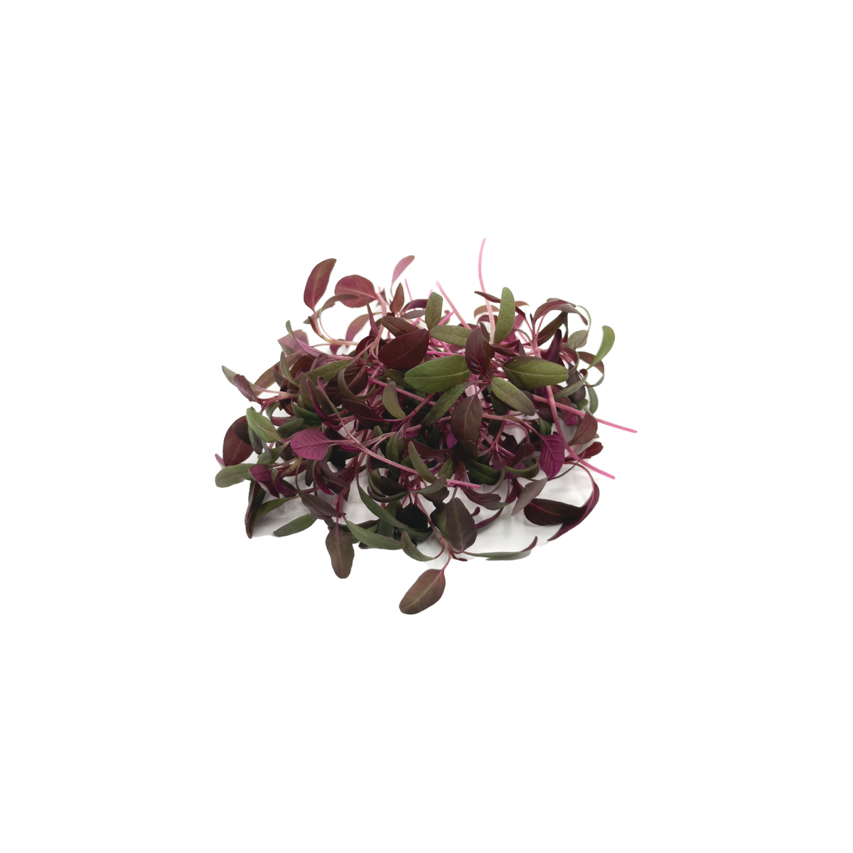 苋菜苗 (大叶)