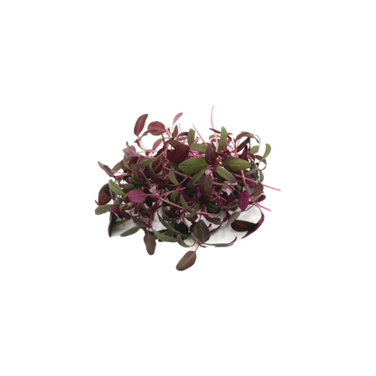 苋菜苗 (大叶)