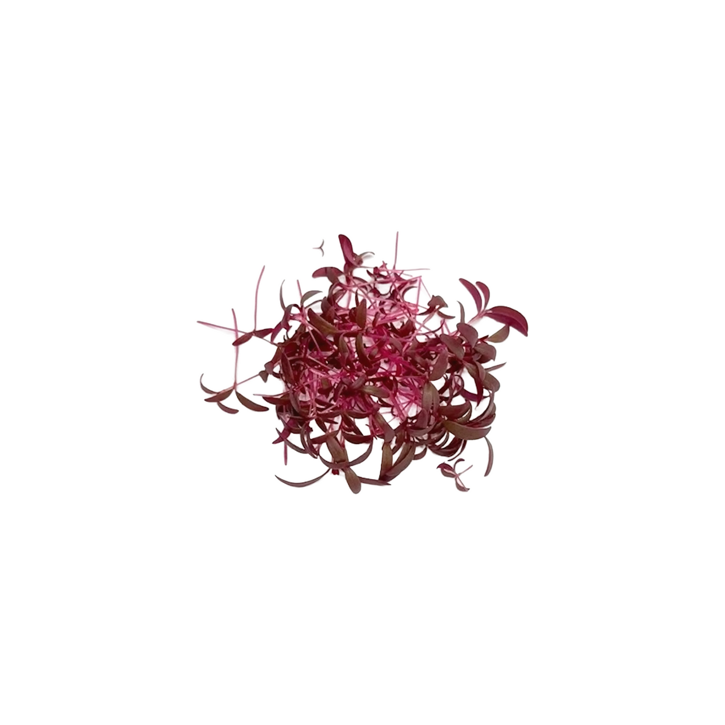 Microgreen - Red Amaranth (S)
