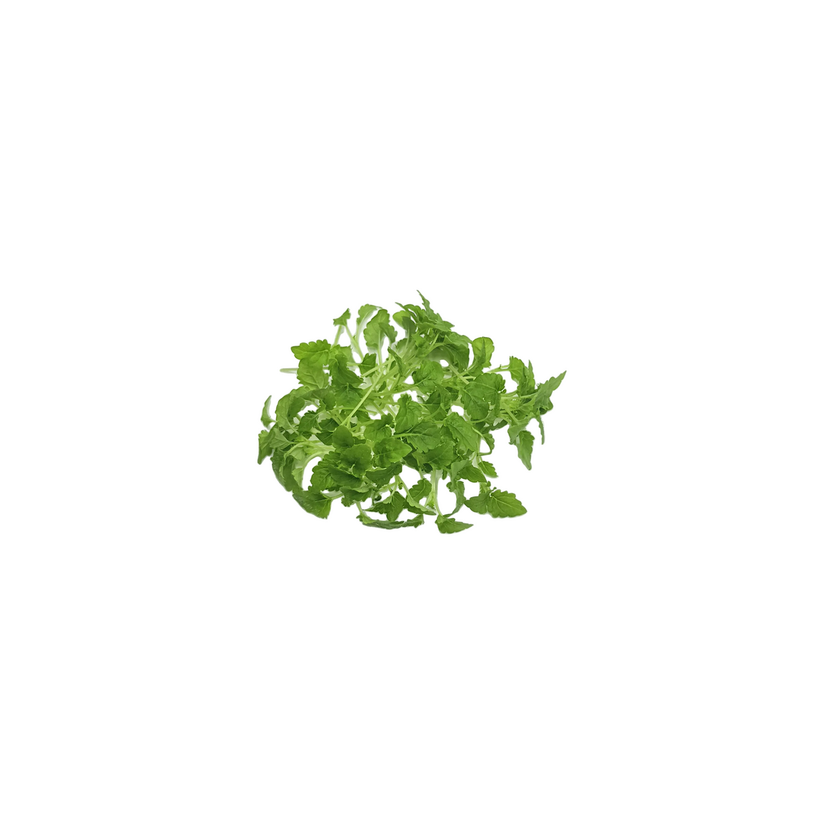 Micro Lemon Balm (L)