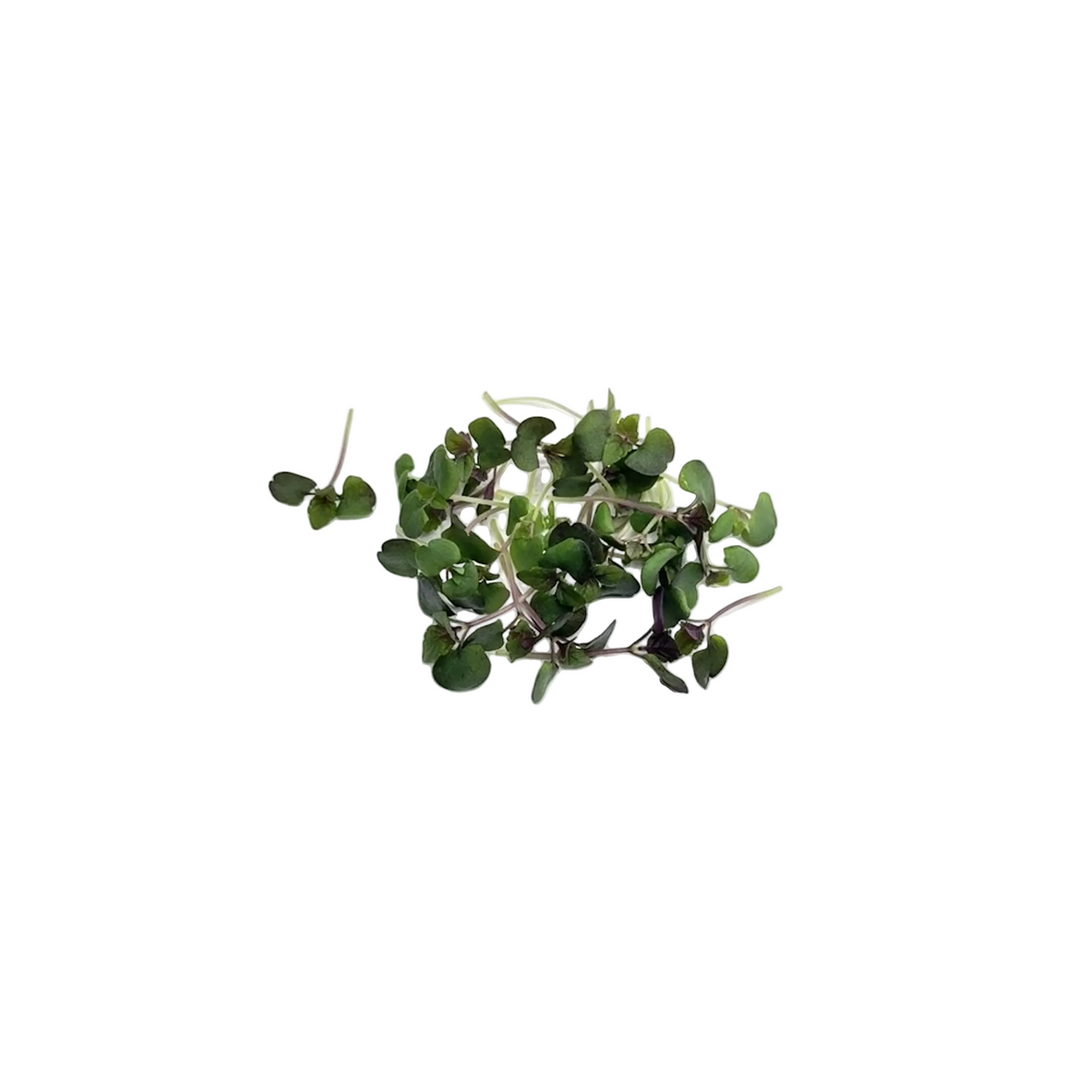 Purple Shiso