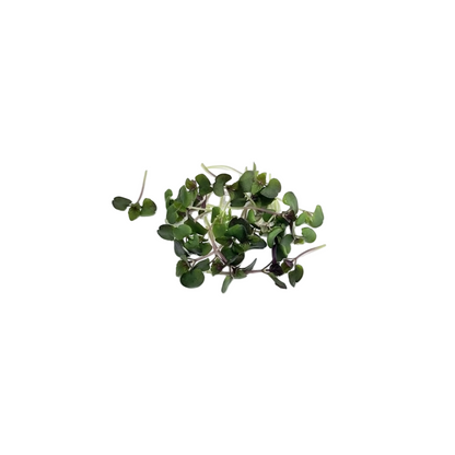 Purple Shiso