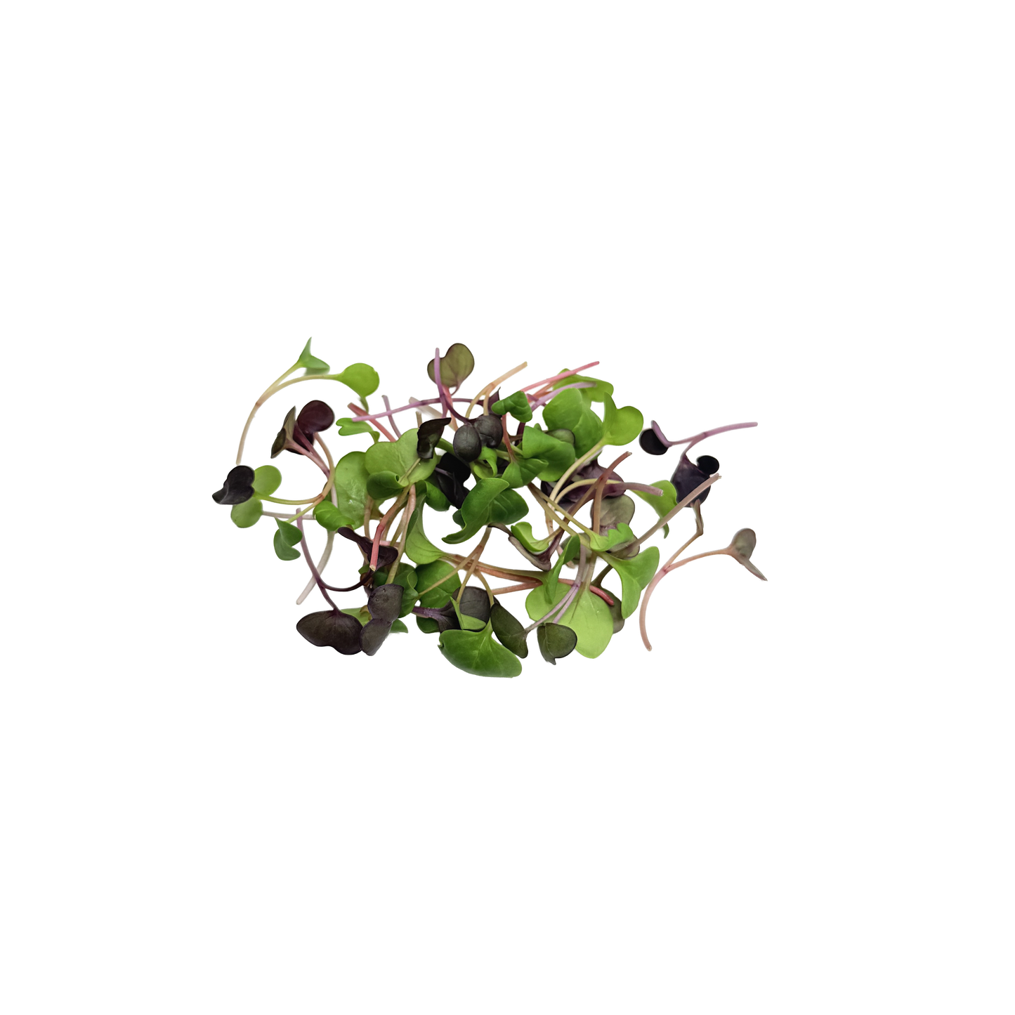 Micro Daikon Mix