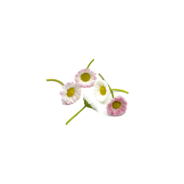 英国雏菊