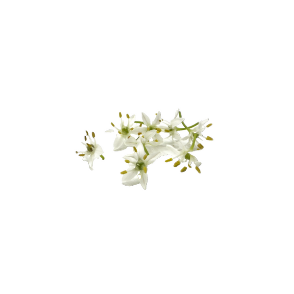 韭菜花
